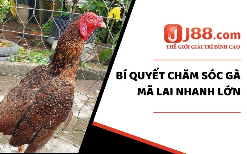 Bí quyết chăm sóc gà mã lai nhanh lớn