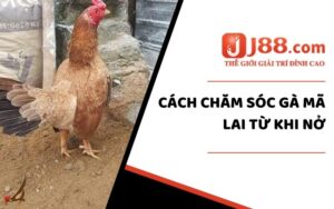 Chăm sóc gà mãi lai từ khi mới nở