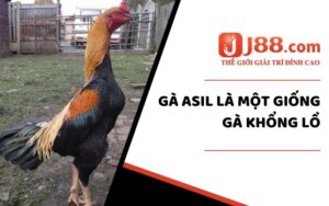 Gà Asil là một giống gà khổng lồ