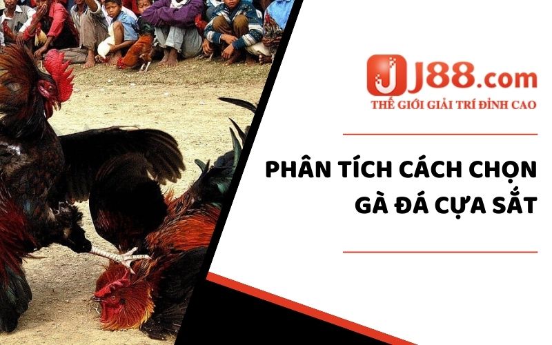 Phân tích cách chọn gà đá cựa sắt